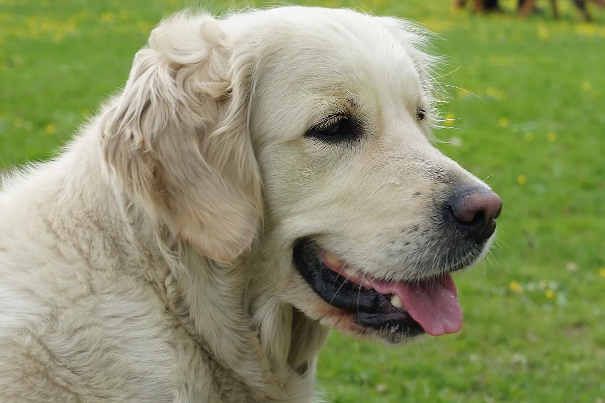 jak wybrać hodowlę psa
