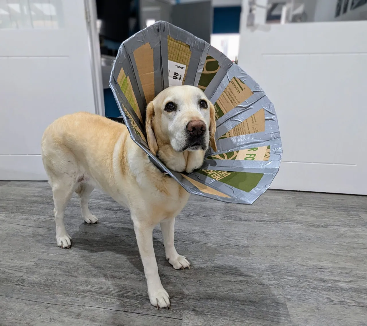 DIY Elizabethan collar for dog examples