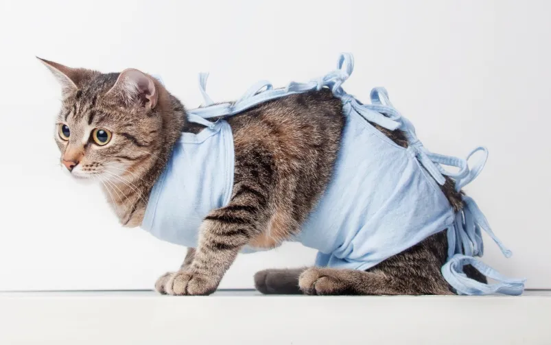 Kastracja kotki korzyści