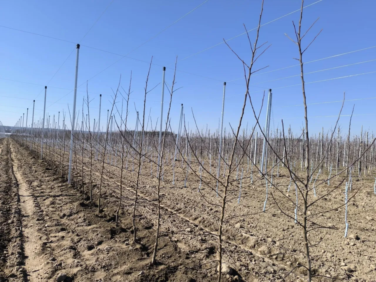 Młode jabłonie czekają na wiosnę. Widać system wsparcia i przygotowaną ziemię, co sugeruje, jak sadzić jabłonie.