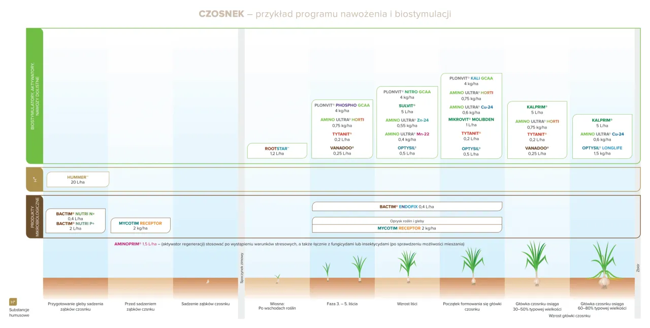 schemat sadzenia ząbków czosnku