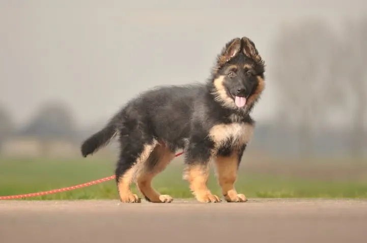 owczarek niemiecki młoda suka