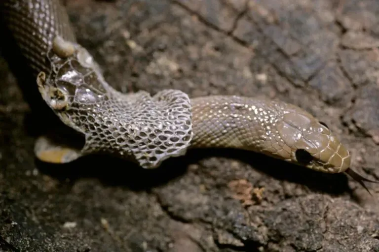 wąż zrzucający skórę mleczne oczy