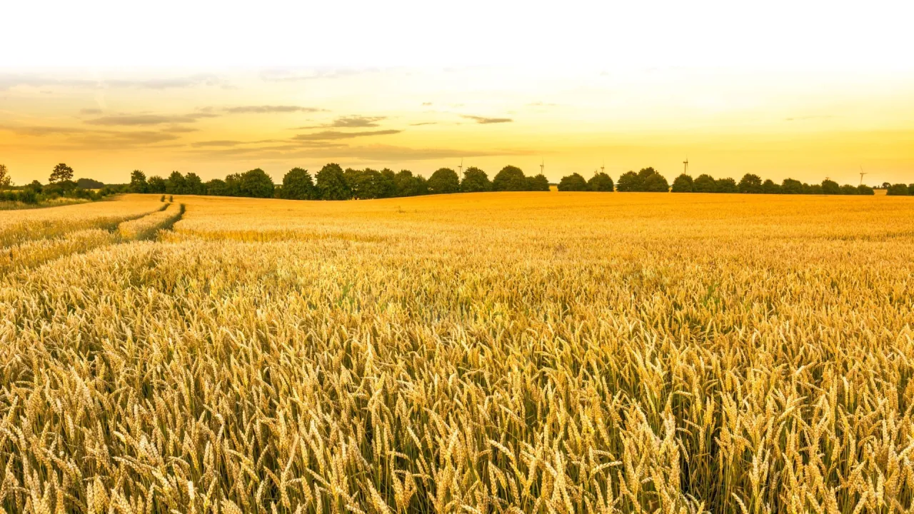 Odmiany pszenżyta ozimego na słabe gleby