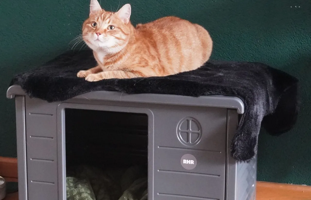 Wyprawka dla kota, bezpieczny dom dla kota