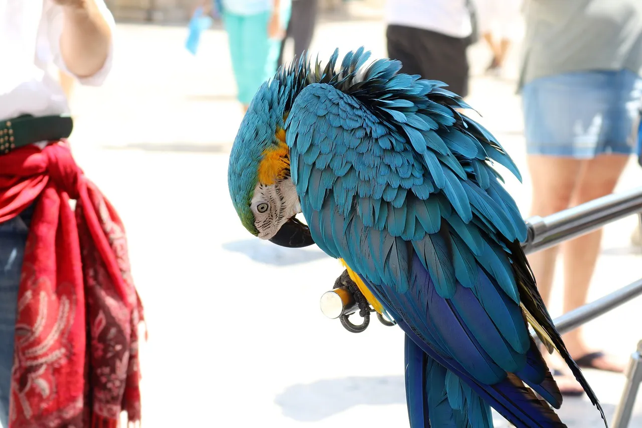 Papuga wyrywająca pi&oacute;ra i zdrowa, zadbana papuga