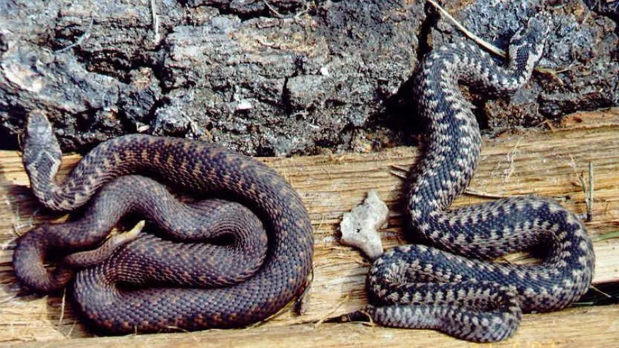 Zaskroniec vs żmija porównanie