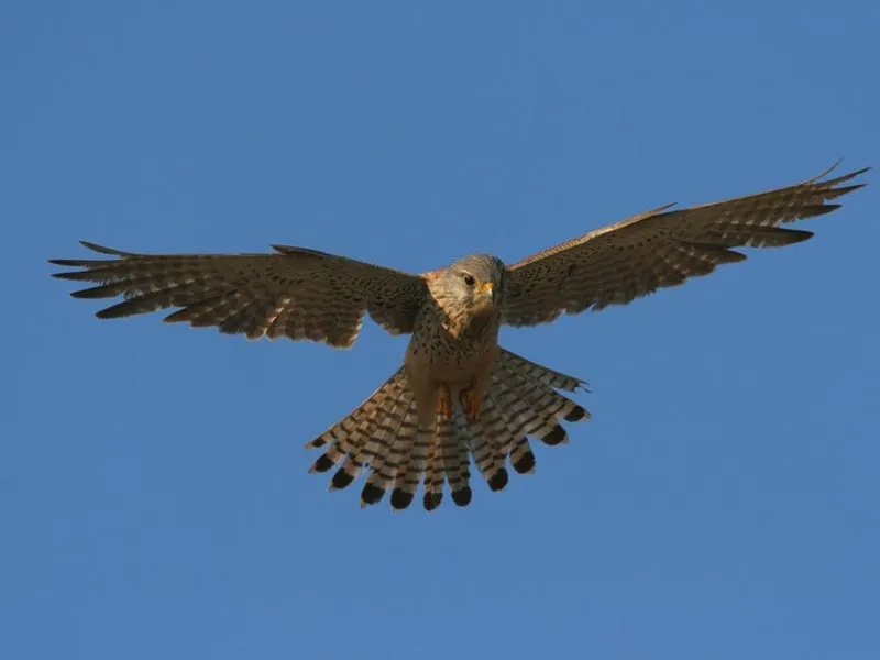 Fauna Appennini Italia