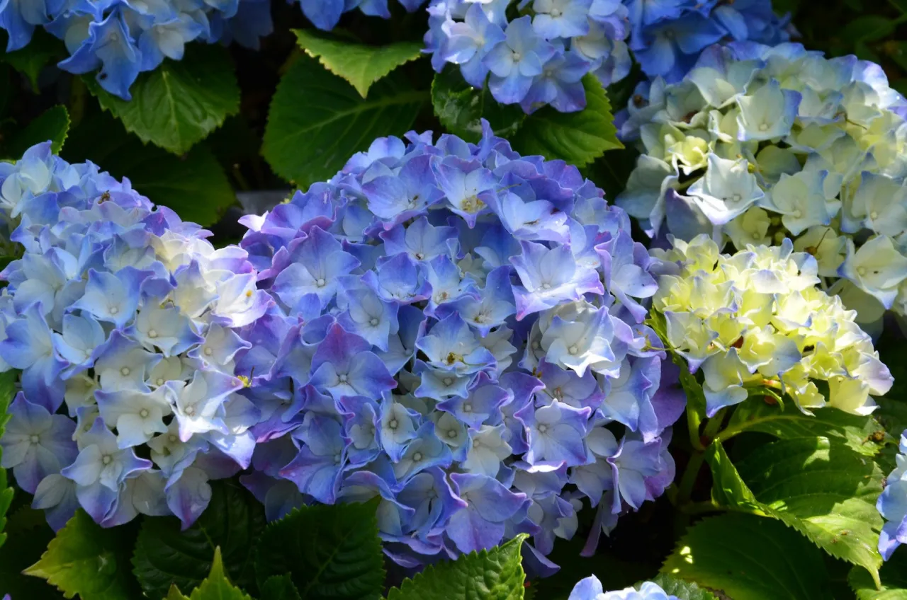 Kwiaty jednoroczne i dwuletnie w pełni kwitnienia