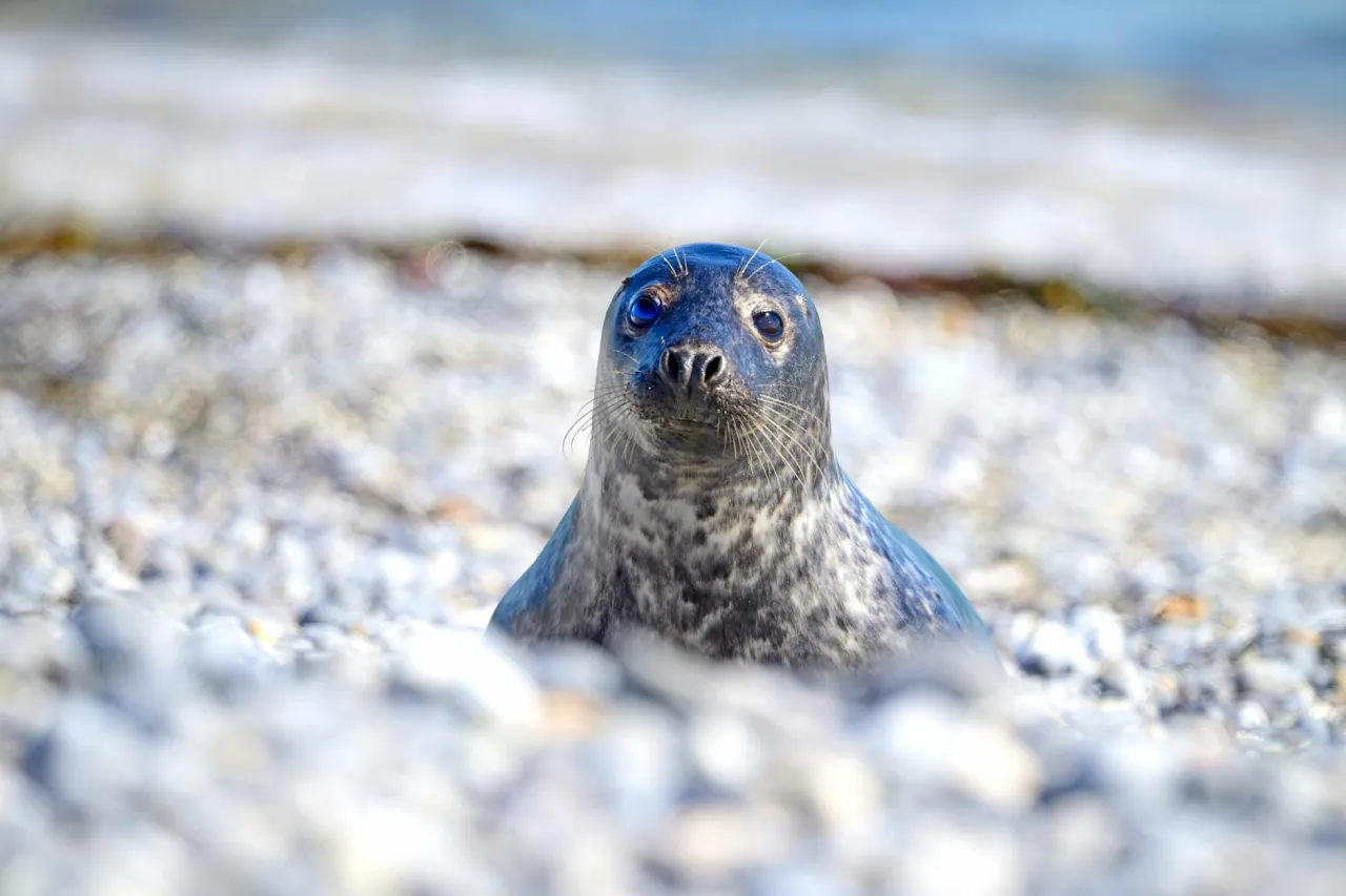 foki w bałtyku gdzie zobaczyć mapa