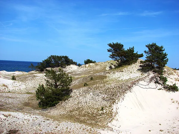 Mikołajek nadmorski Rezerwat Helskie Wydmy