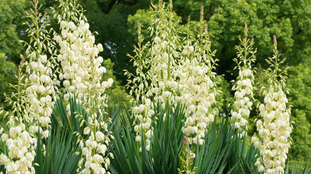 kwitnąca juka ogrodowa pęd kwiatostanowy