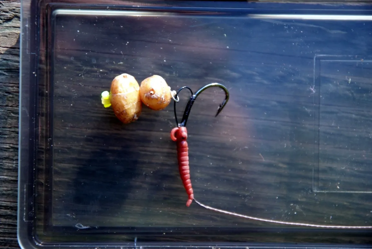 Dwa orzechy tygrysie, haczyk i czerwona imitacja robaka jako zanęta.