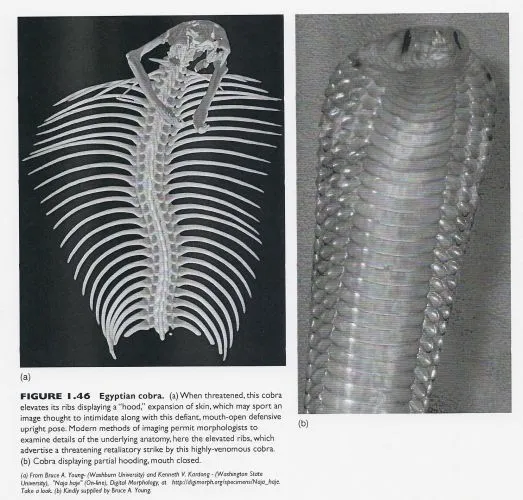 kobra z rozłożonym kapturem