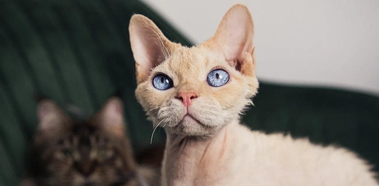 Devon Rex karma żwirek