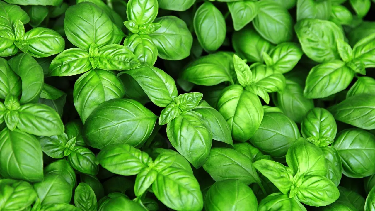 Gęsty, zielony zagajnik bazylii. Idealny czas, kiedy sadzić bazylię w ogrodzie, to po ostatnich przymrozkach.