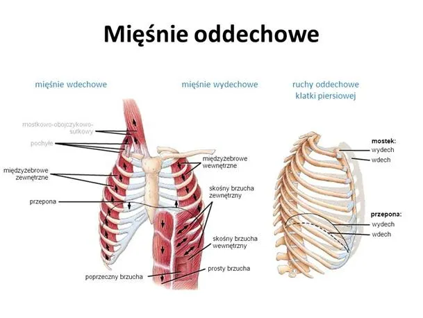 biegacz oddychający przeponą