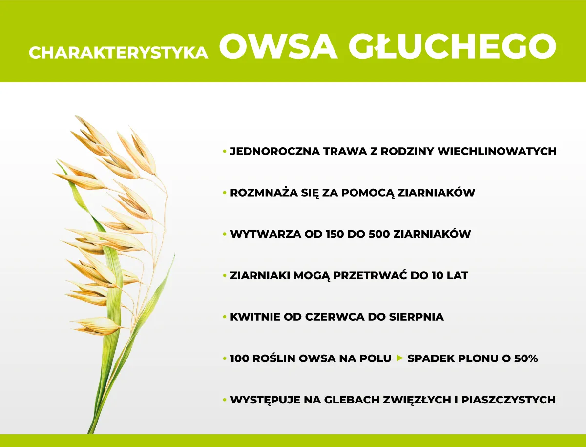 Owies głuchy rozpoznawanie