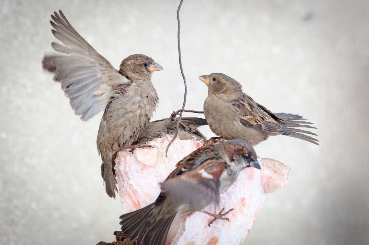 przekr&oacute;j gniazda wr&oacute;bla