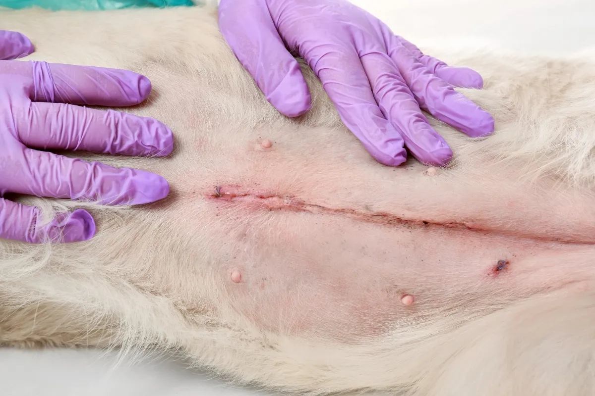 kotka powiększony brzuch ropomacicze