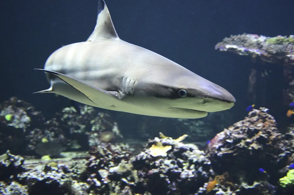 Zdjęcie Rekiny w oceanarium Wrocław – fascynujące gatunki i ich tajemnice
