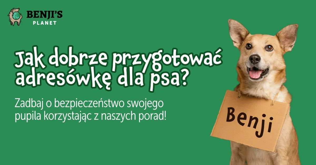 Zdjęcie Adresówka dla psa co napisać, aby szybko odzyskać zwierzę