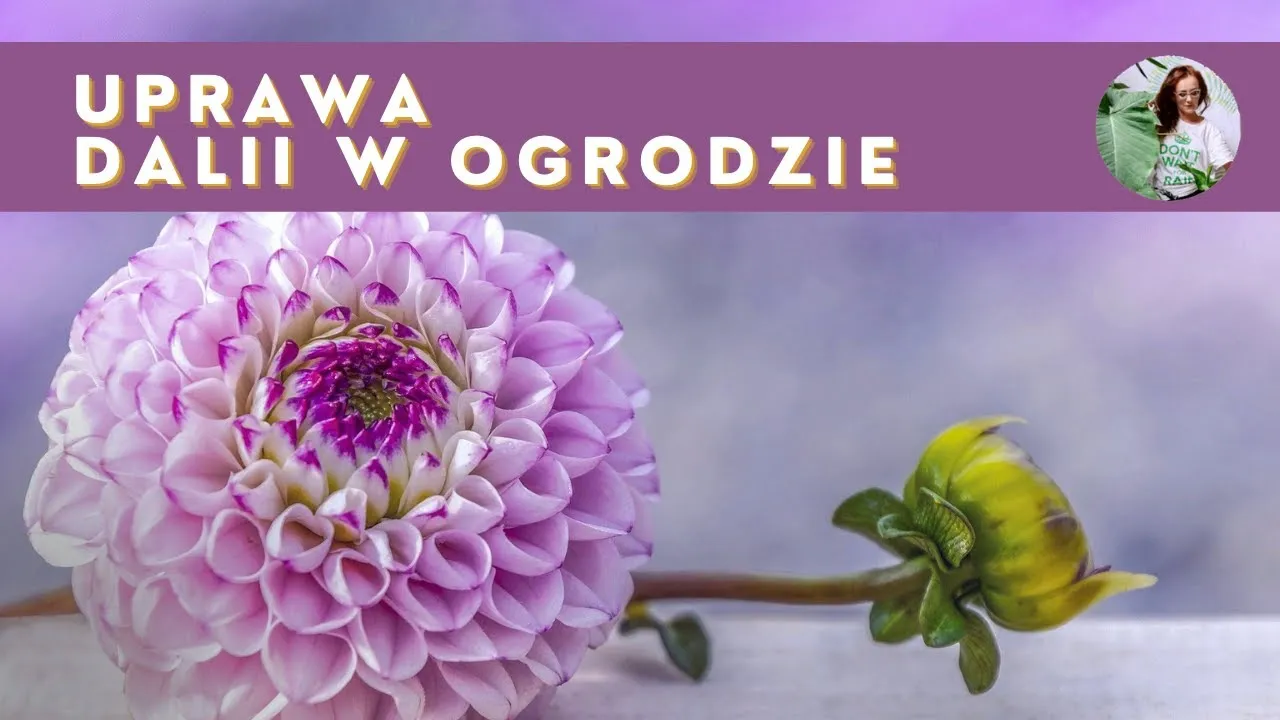 Zdjęcie Jak sadzić dalie niskie - proste sposoby na piękne kwiaty w ogrodzie