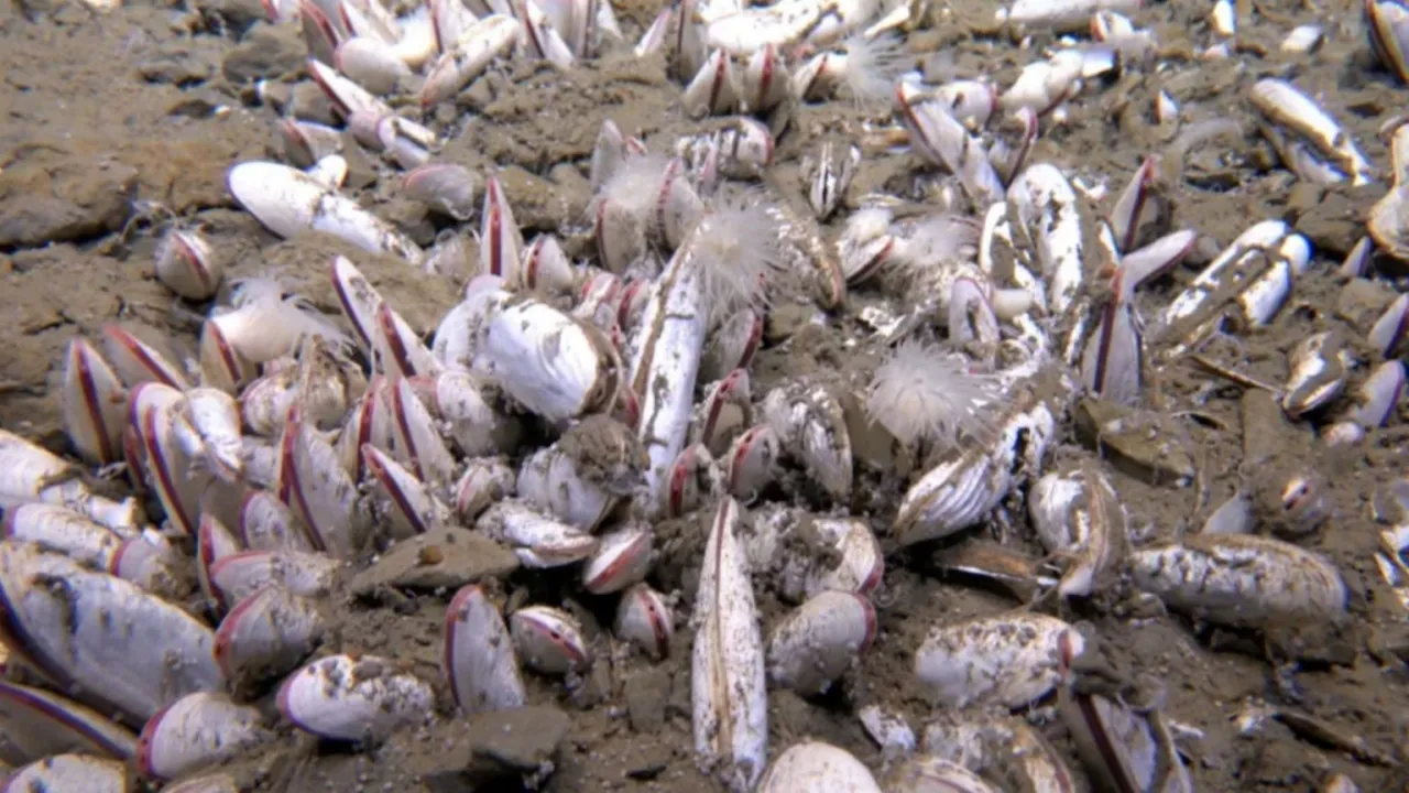 Zdjęcie Ile procent oceanu jest odkryte? Zaskakujące fakty o głębinach