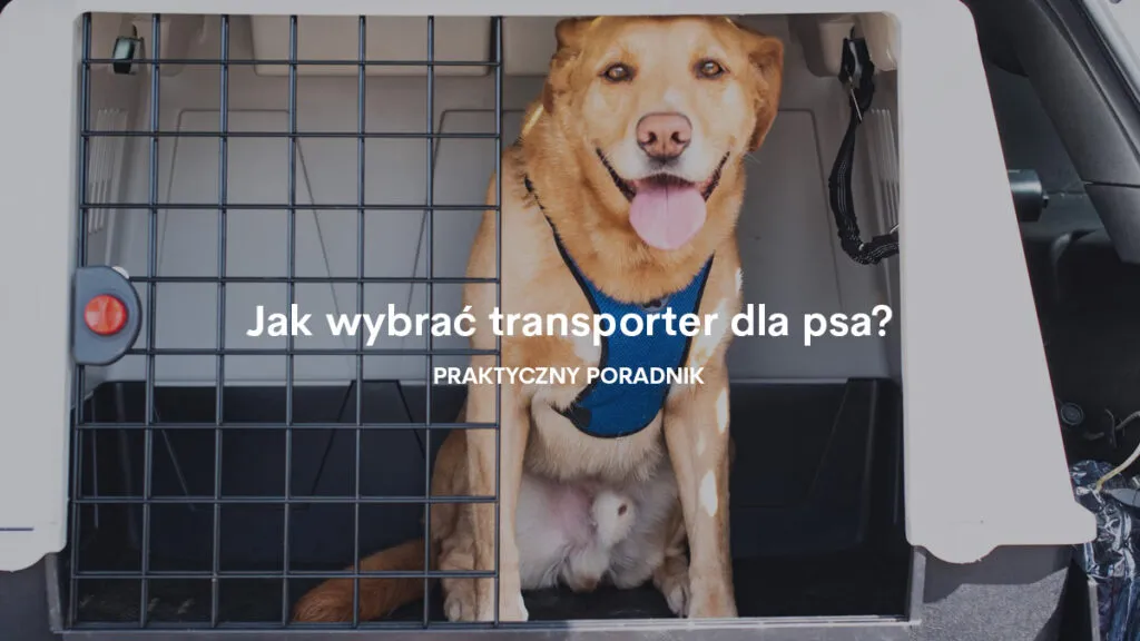 Zdjęcie Najlepszy transporter dla psa owczarek niemiecki - bezpieczeństwo i komfort podróży