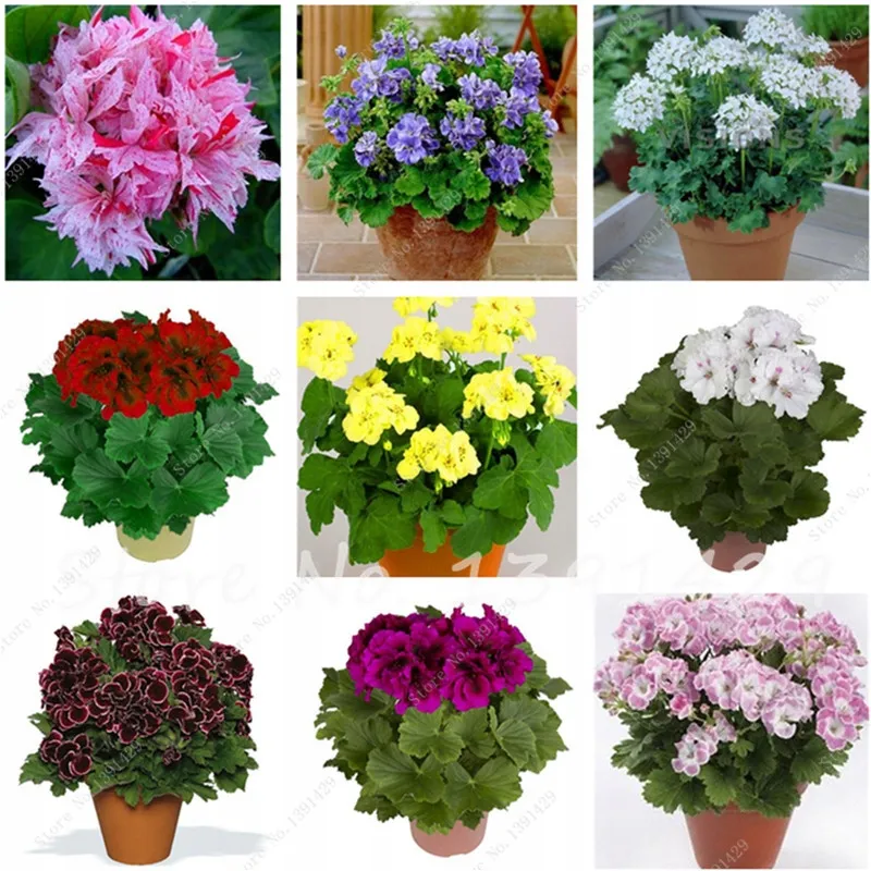 Zdjęcie Pelargonia nasiona kiedy siać - idealny czas na siew dla sukcesu
