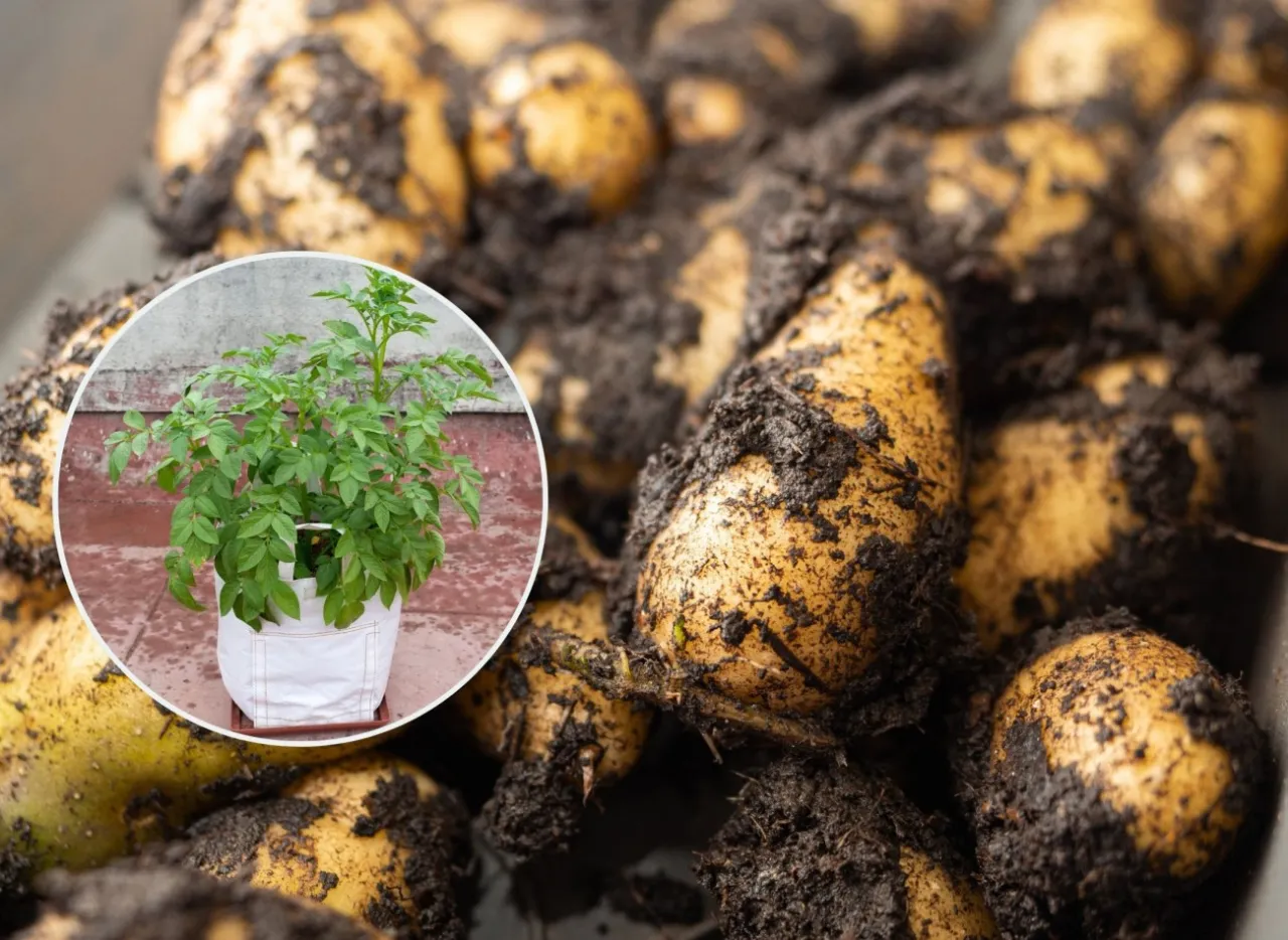 Zdjęcie Kiedy sadzimy ziemniaki w workach, aby uniknąć nieudanych plonów?