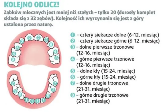 Zdjęcie Kiedy pojawia się pierwszy ząbek u niemowlaka? Objawy i pomoc przy ząbkowaniu