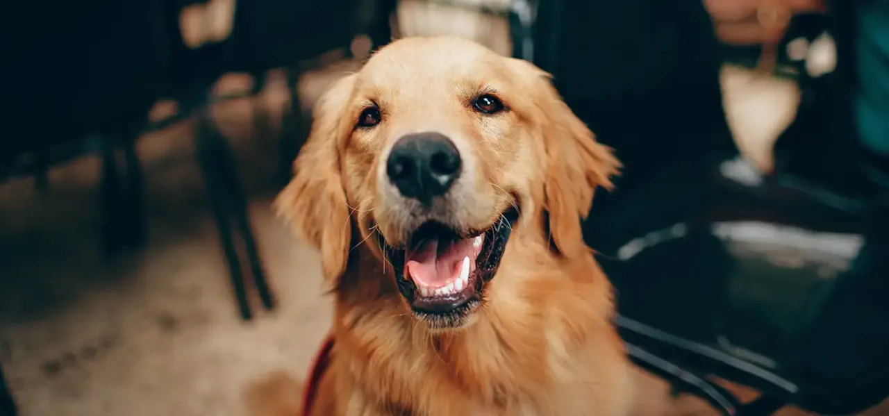 Zdjęcie Z jakiego kraju pochodzi golden retriever? Odkryj jego fascynującą historię
