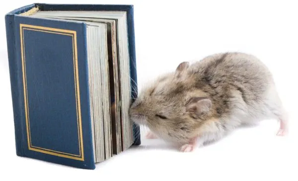 Zdjęcie Ebook na Chomikuj: jak pobrać i czy warto? Opinie i porady