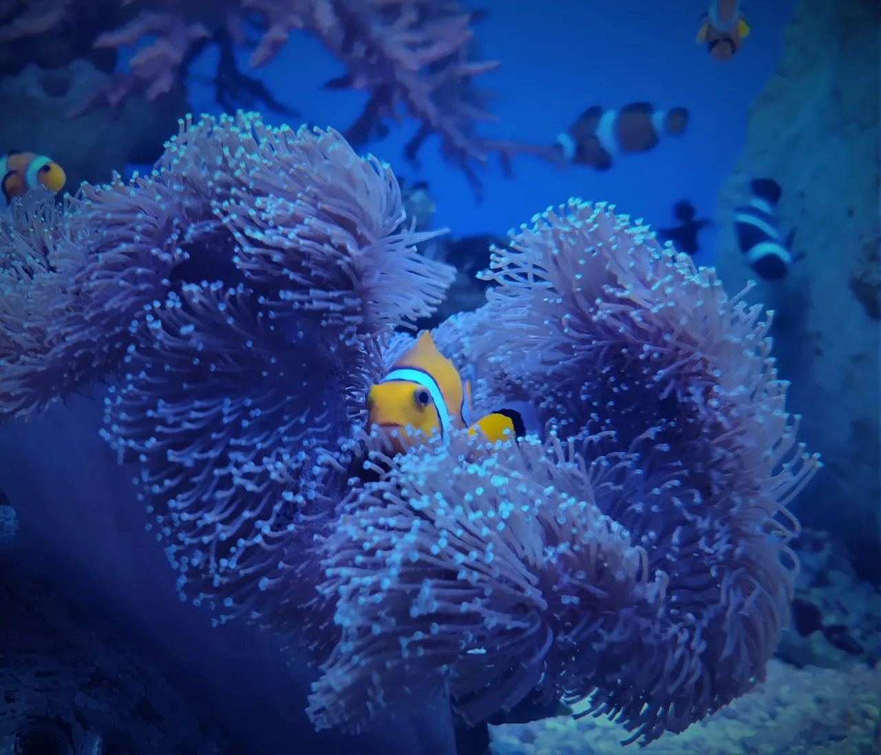 Zdjęcie Oceanarium Międzyzdroje - nie przegap wyjątkowych atrakcji i godzin otwarcia