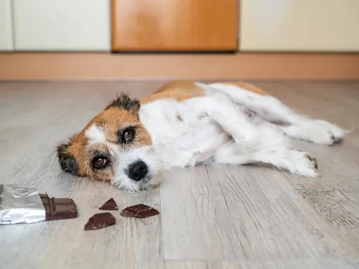 Zdjęcie Pies zjadł czekoladę? Działaj szybko: 5 kroków ratunkowych