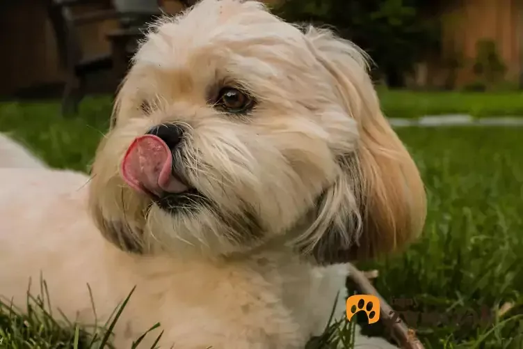 Zdjęcie Prowadzenie hodowli lhasa apso: kompletny poradnik dla początkujących