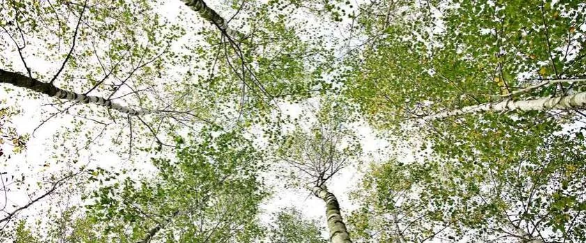 Zdjęcie Czy woda z brzozy uczula? Sprawdź, czy to może być niebezpieczne