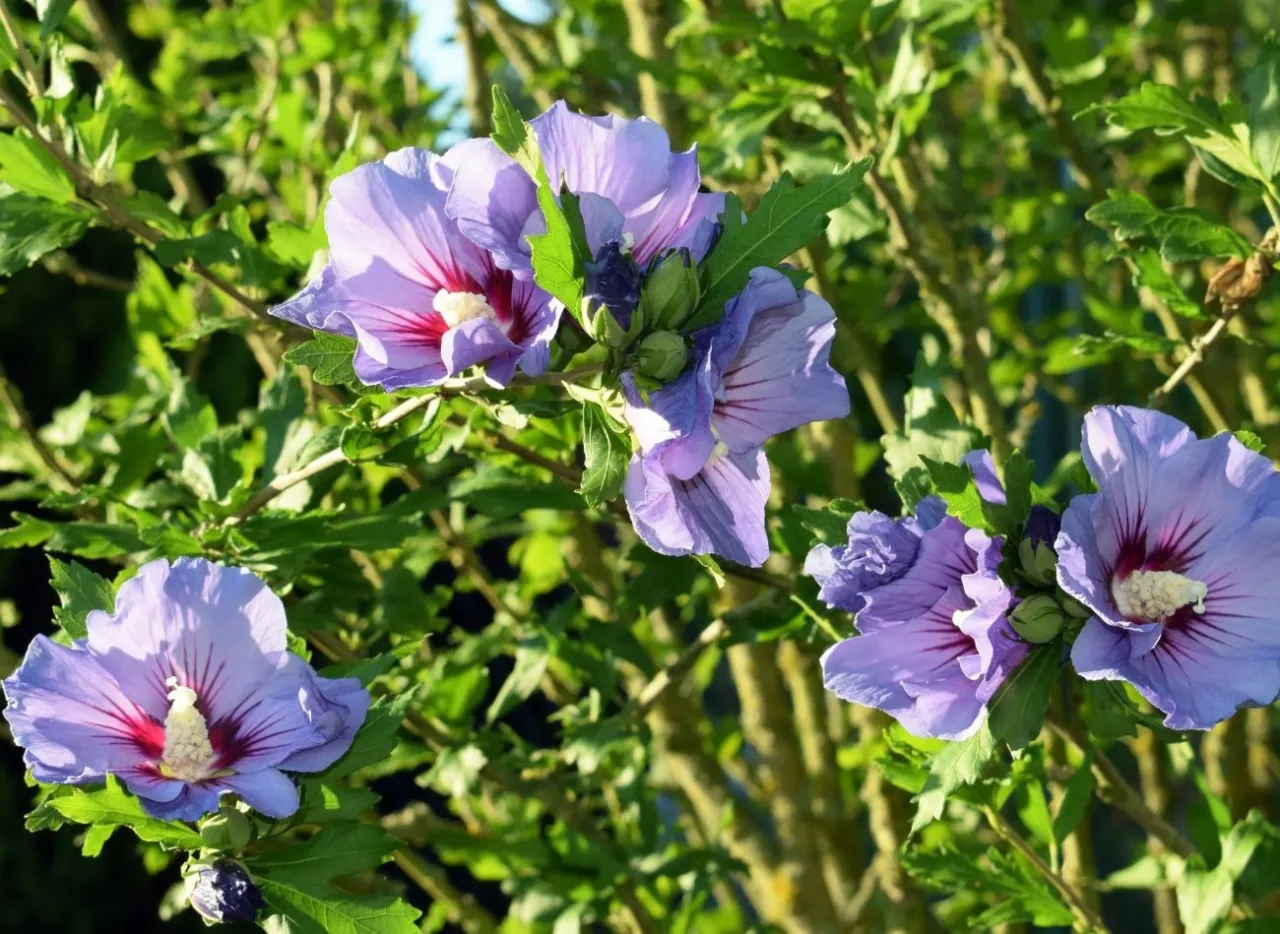 Zdjęcie Jak pielęgnować hibiskusa ogrodowego, aby cieszyć się jego pięknem przez lata