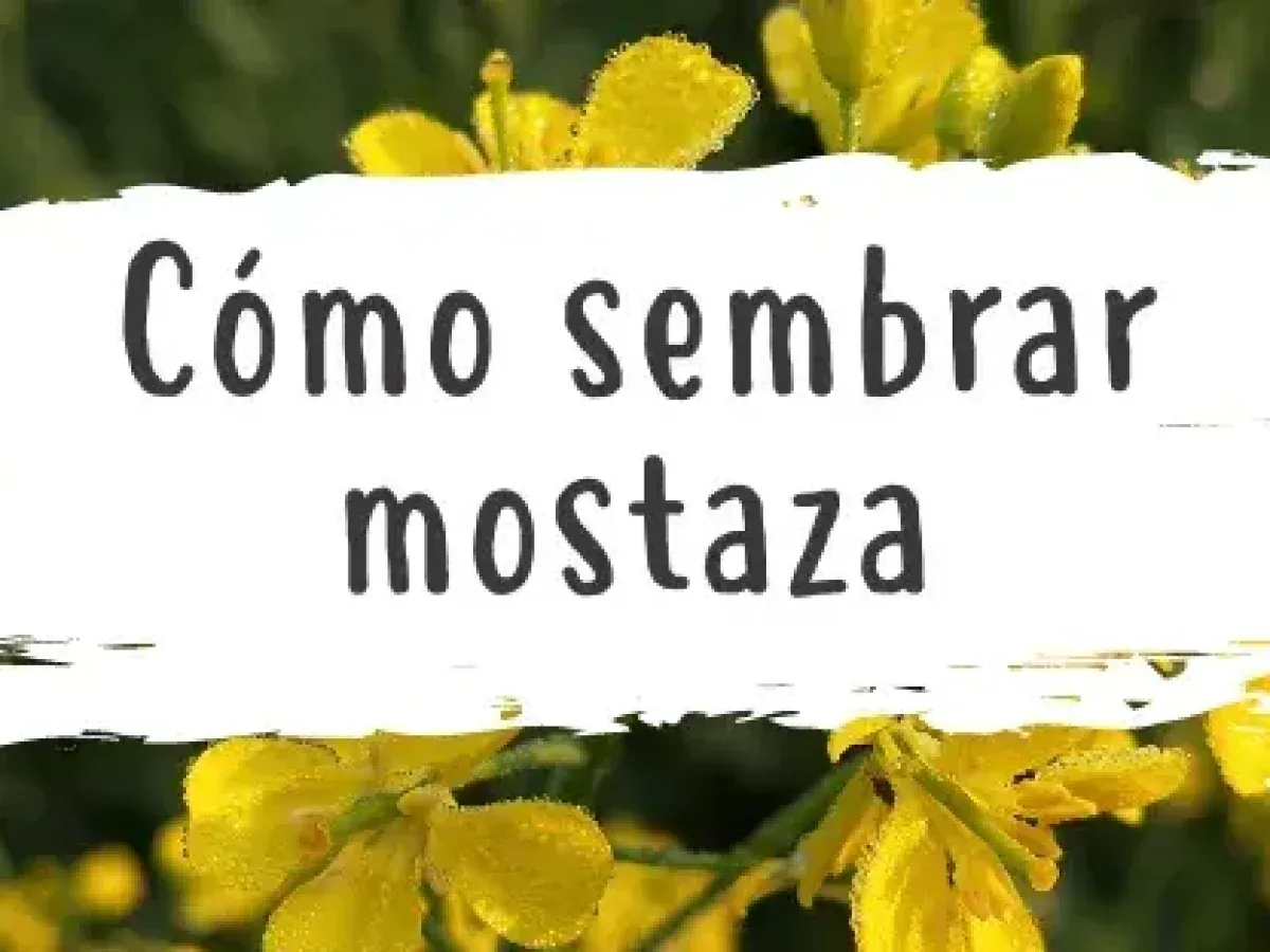 Zdjęcie Cómo cuidar la planta o arbusto de la mostaza para un crecimiento saludable