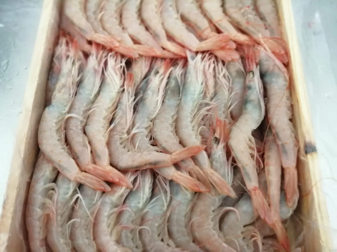 Zdjęcie Cómo cocer gambas frescas: evita errores comunes y logra un sabor perfecto