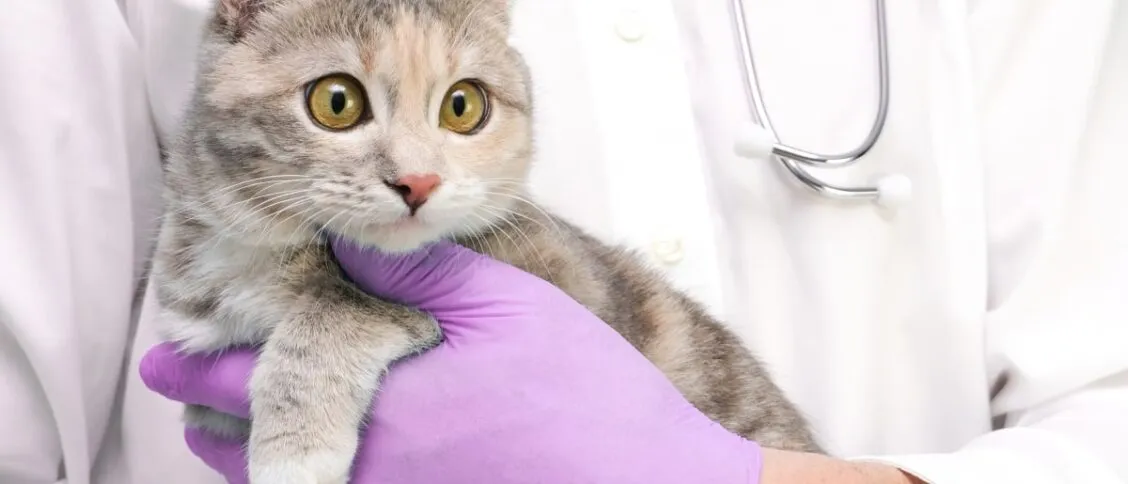 Zdjęcie Ile kosztuje wizyta u weterynarza z kotem? Sprawdź ceny i usługi