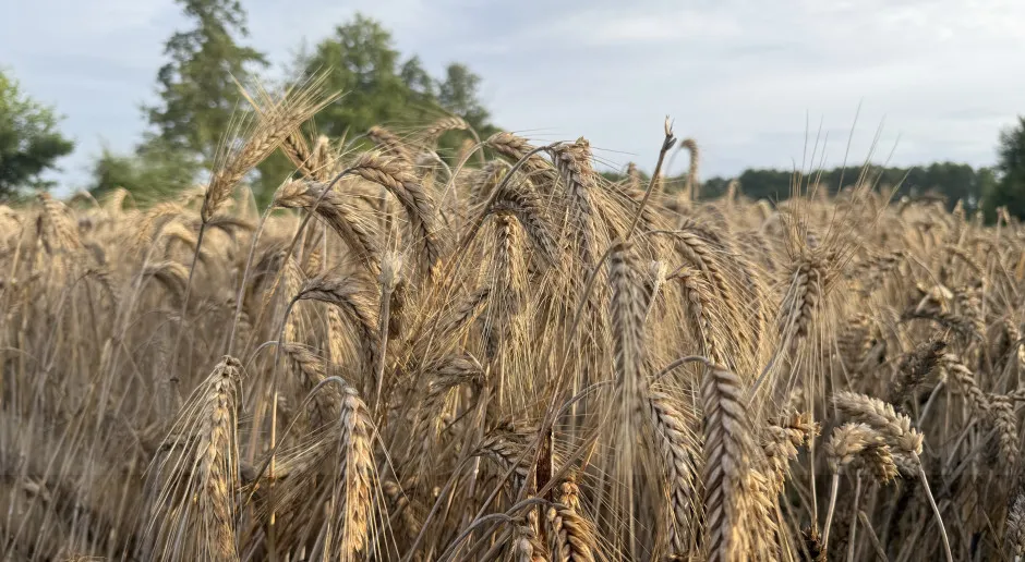 Zdjęcie Jak sprawdzić wilgotność zboża domowym sposobem i uniknąć strat