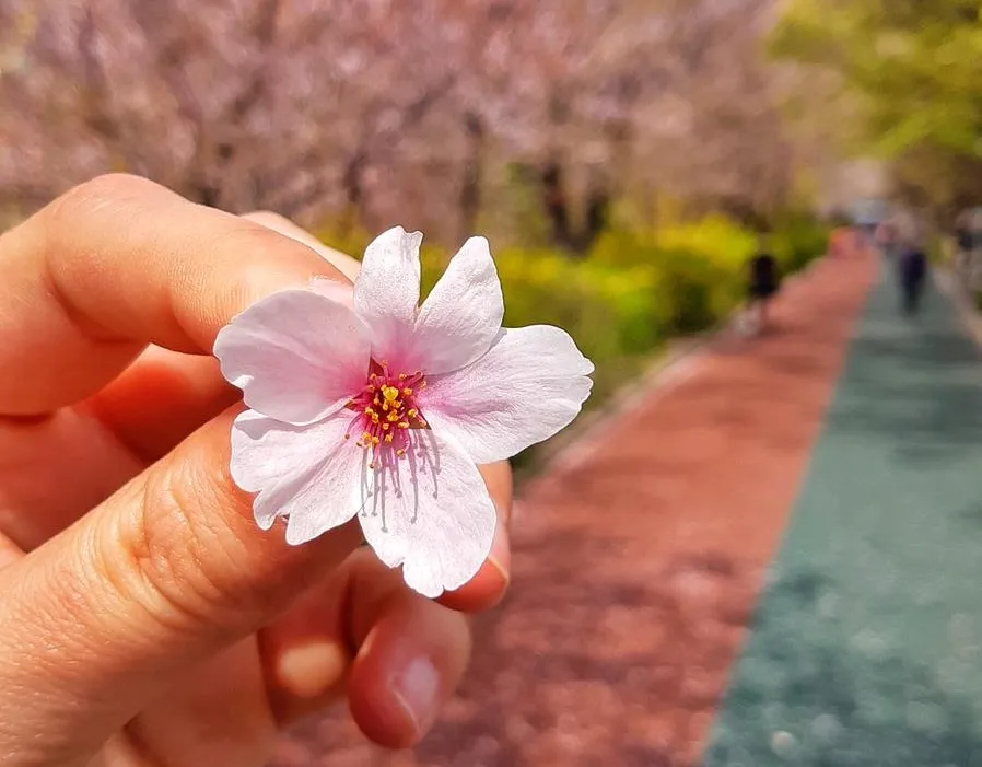 Kwitnące wiśnie w Korei Południowej