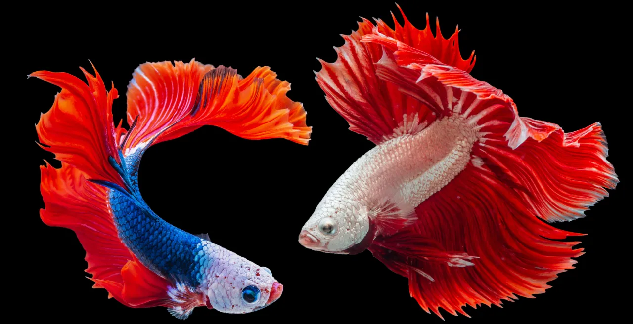 Kolorowy bojownik, inspiracje do imion