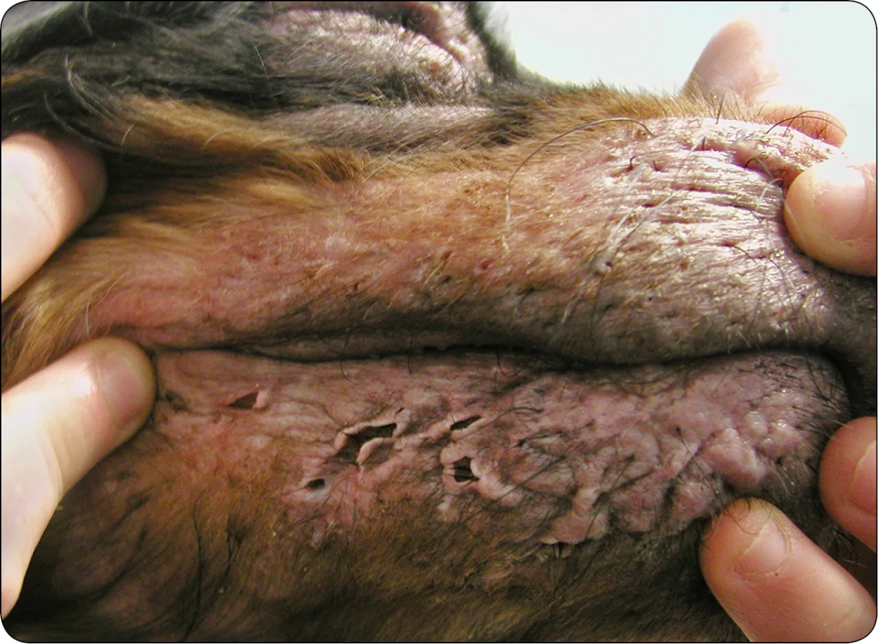 jak wyczuć powiększone węzły chłonne u psa, lokalizacja węzł&oacute;w podżuchwowych u psa