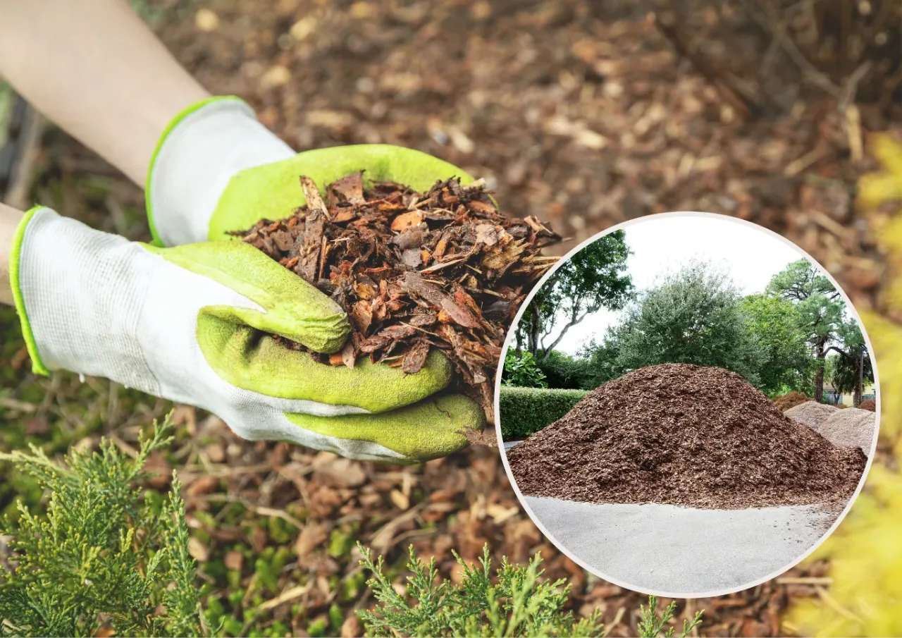 Rękawiczki trzymają garść kory, idealnej do ściółkowania wokół tuj. W tle stos kory i zielone krzewy.