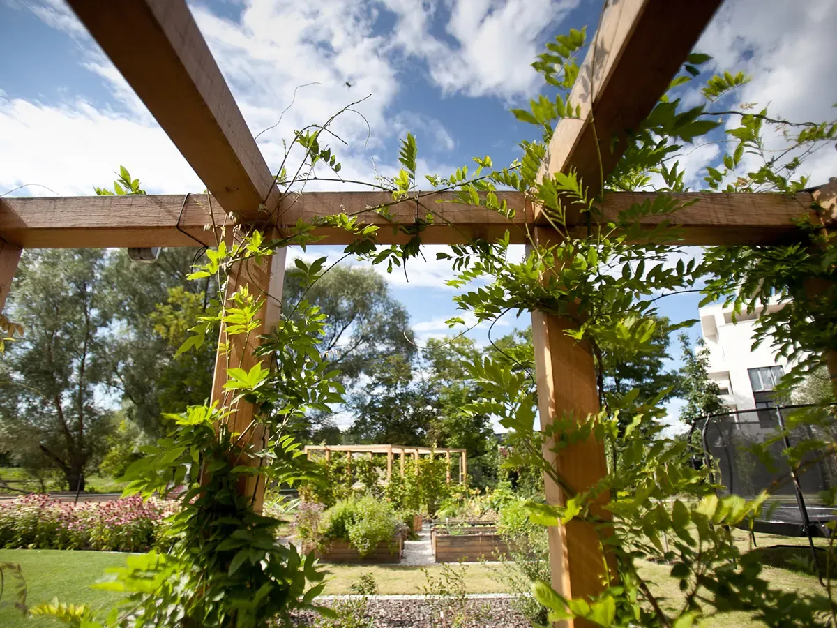 Zielona roślina pnie się po drewnianej pergoli, tworząc zacienione miejsce. W tle ogr&oacute;d z rabatami kwiatowymi i budynkiem.
