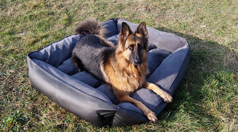 owczarek niemiecki na legowisku z kocem opieka paliatywna