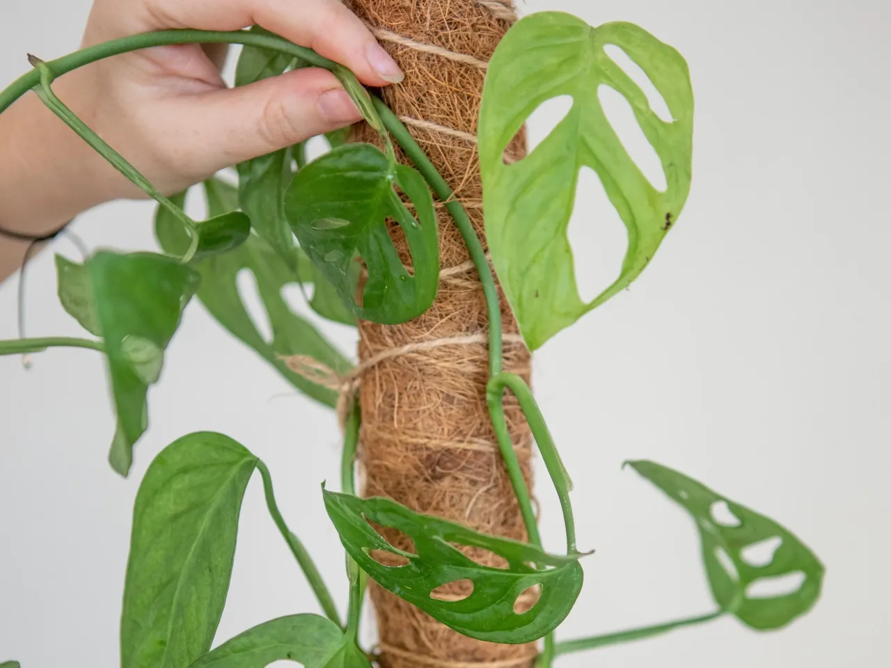 Dłoń przytrzymuje łodygę monstery przy paliku kokosowym, pokazując, jak przycinać liście monstery, by zachować jej piękny kształt.